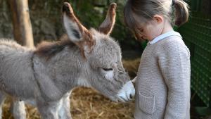 een klein meisje dat naast een ezel staat bij Fattoria di Maiano in Fiesole
