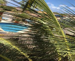 Bazén v ubytování My Own Paradise Resort Bonaire nebo v jeho okolí