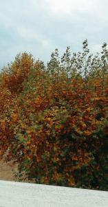 Φωτογραφία από το άλμπουμ του Jenny's House b&b σε Presenzano