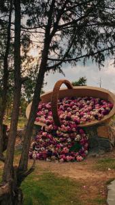 a large bush of pink flowers on a bench at Rawaat Ghaym in Taif