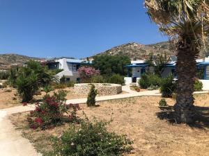 a palm tree in a yard with houses and flowers at Firoa Studios in Donoussa