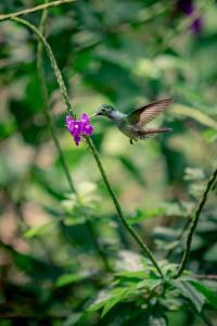 Vrt ispred objekta The Hummingbird