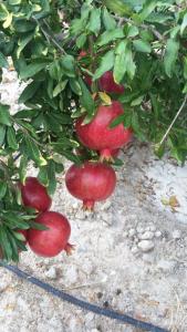 Une bande de grenades rouges suspendues à un arbre dans l'établissement The Cotton House Hotel, à Pamukkale