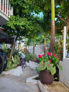 een tuin met bloemen in een pot naast een huis bij Casita Natural Village #6 y #8 in San Juan