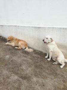 two dogs are sitting next to a wall at Hotel Casa Medina in San Mateo