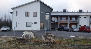 a group of animals grazing in front of a house at Hotel Lost In Ylläs in Äkäslompolo