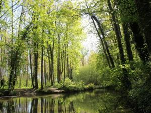 un arroyo en una zona boscosa con árboles y un río en Leval, en Trefcon
