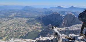 a dog standing on the edge of a mountain at Captivating 1-Bed Apartment in Iglesias Sardinia in Iglesias