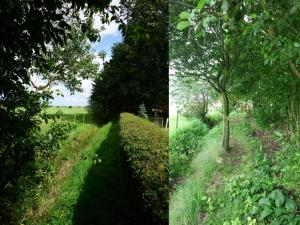two pictures of a tree in a field at Kenilworth Garden Accomodation in Wisbech