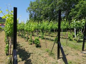 Vonkajšia záhrada v ubytovaní Kámán Nyaraló