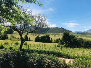 a vineyard with a tree in a field at Winelands guest room in Stellenbosch