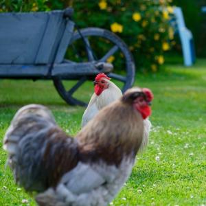 Animales en la casa o chalet o alrededores