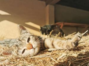 Domácí mazlíčci ubytovaní s hosty v ubytování Ranch Marina