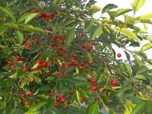 Un árbol con muchas bayas rojas. en Au Pré du Moulin en Clamanges