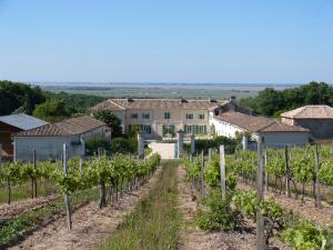un vignoble avec une maison en arrière-plan dans l'établissement Domaine de l'Estuaire, à Saint-Thomas-de-Cônac
