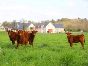 Saint-ÉvarzecにあるLa Ferme de Vur Venの草原に立つ4頭の褐色牛