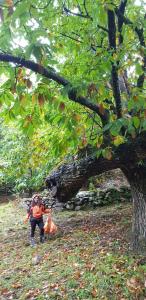 una persona è in piedi accanto a un albero di Cabaña Castañarejo a Candeleda