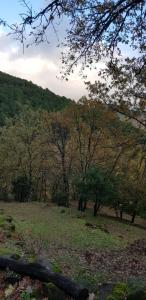 ein Feld mit Bäumen und einem Hügel im Hintergrund in der Unterkunft Cabaña Castañarejo in Candeleda