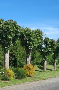 una fila de árboles al lado de una carretera en Hospedaje los Alamos, en Osorno