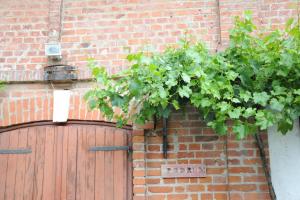 Wellness B&B Winery Sontacchi في Kutjevo: نبات معلق على جدار من الطوب مع باب خشبي