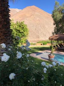 a garden with a teddy bear sitting next to a pool at Refugio Misterios del Elqui in Pisco Elqui
