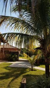 a palm tree in a yard next to a building at Pousada Cheiro de Mato in Bonito
