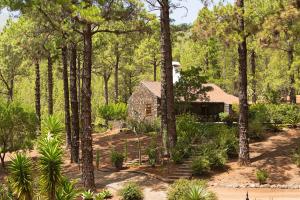 a house in the middle of a forest of trees at Casa Calimera in El Paso