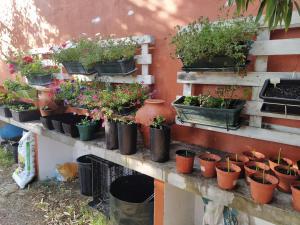Zahrada ubytování Casa Dos Arrabidos
