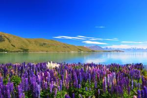 a field of purple flowers next to a body of water at Peppers Bluewater Resort in Lake Tekapo