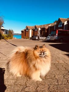 a dog on a leash standing in the street at Cascades Lakefront Motel in Taupo