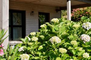 a bush of flowers in front of a house at Résidence & Hotel U Livanti ECOLABEL in Propriano