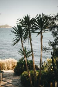 two palm trees in front of the water at Hotel Provençal in Hyères