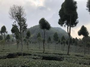 a group of trees in a field with a mountain at 悟 佐茶 Satori tea in Leye
