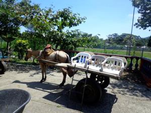 Animales en el complejo de cabañas o alrededores