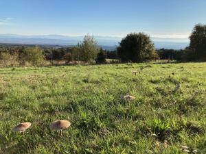 a field with three mushrooms in the grass at Domaine de Campras B&B in Saissac