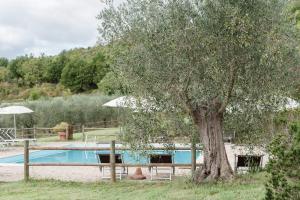 Bazén v ubytování Podere I Massoni nebo v jeho okolí