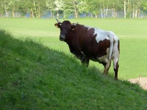 a brown and white cow standing on a grassy hill at Ferien-am-Bauernhof-Wohnung-3 in Rangersdorf