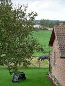 a horse standing in a field next to a fence at Apartment-2 in Schönhagen