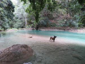 Ein Hund steht im Wasser in der Nähe eines Flusses. in der Unterkunft Bel-Há Ecoparque in El Naranjo