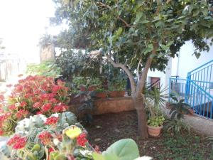 a garden with a bunch of flowers and a tree at Busalacchi B&B in Mondello