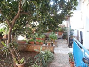 a patio with a bunch of potted plants and a tree at Busalacchi B&B in Mondello