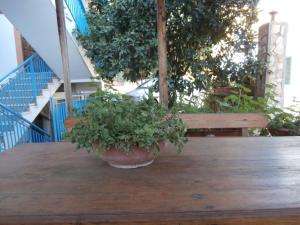 a potted plant sitting on top of a wooden table at Busalacchi B&B in Mondello