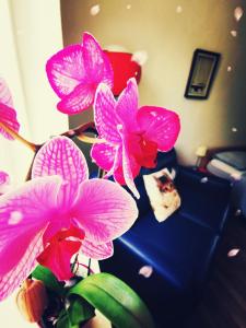 two pink flowers in a vase next to a couch at Apartma MB-Center in Maribor