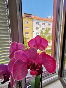 eine Vase mit rosa Blumen im Fenster in der Unterkunft Apartma MB-Center in Maribor