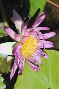 耐莉湾Amaroo On Mandalay, Magnetic Island的相册照片