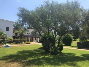 a tree in the middle of a yard at White Sand Residence in Murta Maria