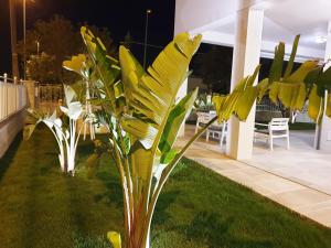 トッレ・ラピッロにあるLa Baia Apartmentsの庭の黄花植物