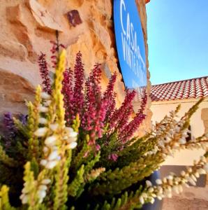 a bunch of flowers on the side of a building at Casa Vinte & Cinco Alojamento Local in Penha Garcia