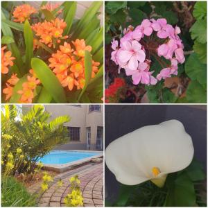4 photos différentes de fleurs et une piscine dans l'établissement The Leopard Tree, à Polokwane