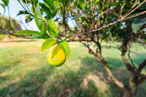 Vonkajšia záhrada v ubytovaní Lithies Organic Farm